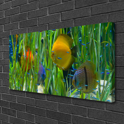 Obraz na plátně Ryba Řasy Příroda