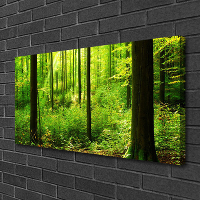 Obraz na plátně Les Zeleň Stromy Příroda