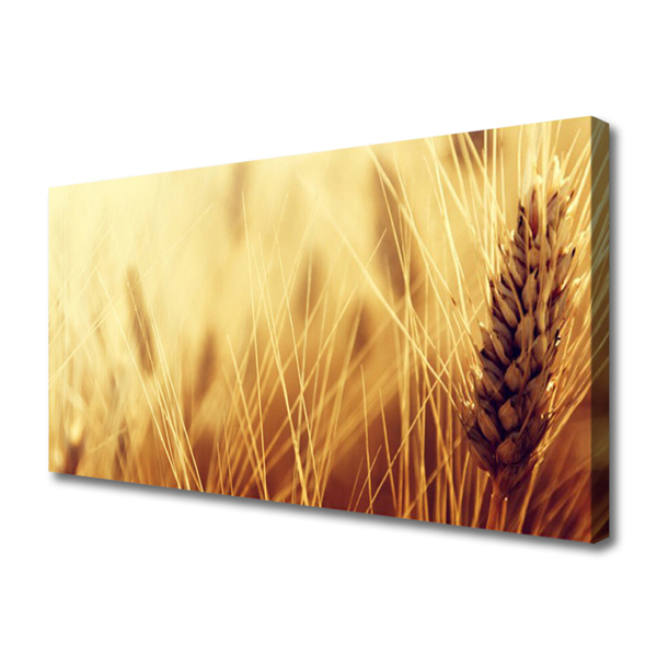 Obraz na plátně Pšenice Rostlina Příroda