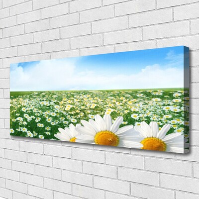 Obraz na plátně Sedmikrásky Květiny Louka Pole