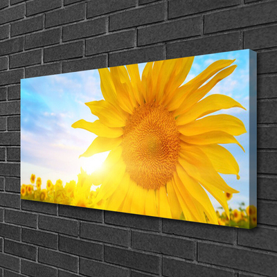 Obraz na plátně Slunečnice Květ Slunce