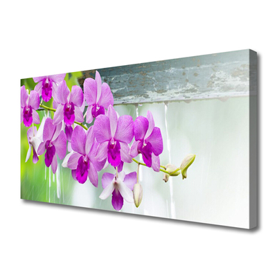 Obraz na plátně Orchideje Kapky Příroda