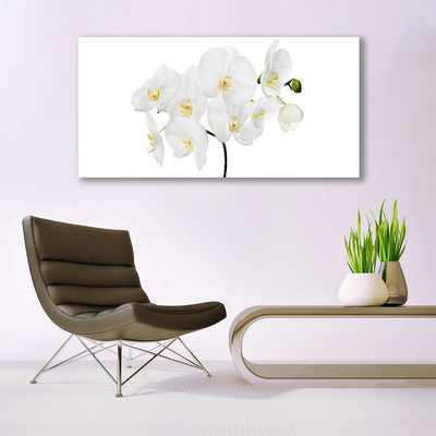 Obraz na plátně Bílá Orchidej Květiny