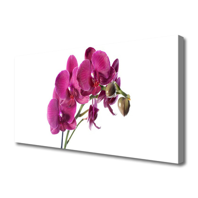 Obraz na plátně Orchidej Květiny Příroda