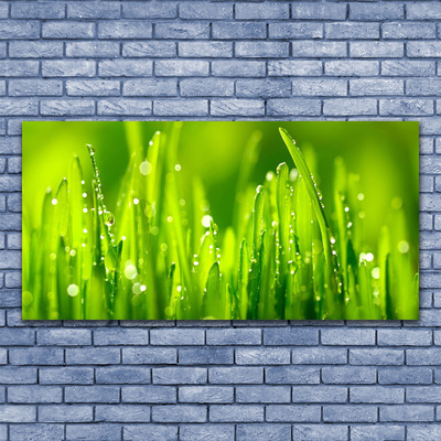 Obraz na plátně Zelená Tráva Kapky Rosy
