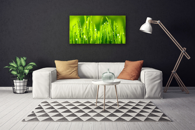 Obraz na plátně Zelená Tráva Kapky Rosy