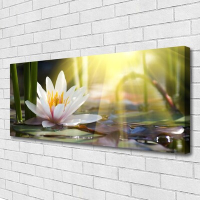 Obraz na plátně Vodní Lilie Slunce Rybník