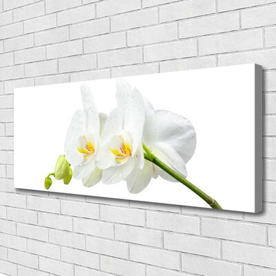 Obraz na plátně Plátky Květ Bíla Orchidej