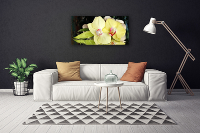 Obraz na plátně Okvětní Plátky Orchidej