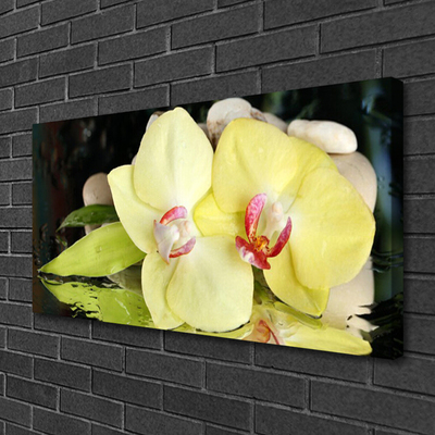 Obraz na plátně Okvětní Plátky Orchidej