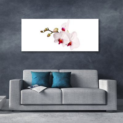 Obraz na plátně Květiny Příroda Orchidej