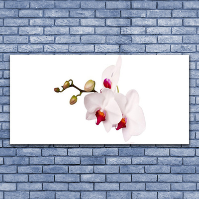 Obraz na plátně Květiny Příroda Orchidej
