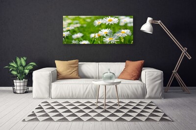 Obraz na plátně Sedmikráska Květ Rostlina