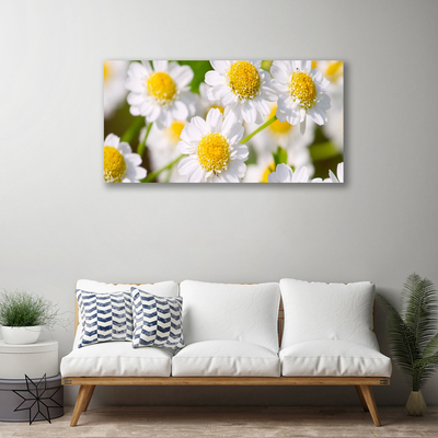 Obraz na plátně Květiny Sedmikráska Příroda