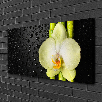 Obraz na plátně Bambus Květ Orchidej