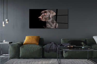 Obraz na skle hnědý pes
