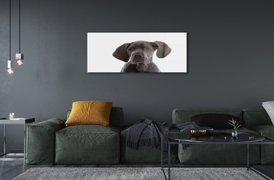 Obraz na skle hnědý pes