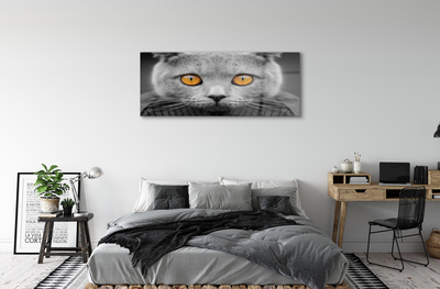 Obraz na skle Šedá Britská kočka