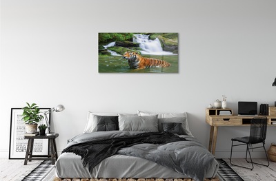 Obraz na skle tygr vodopád