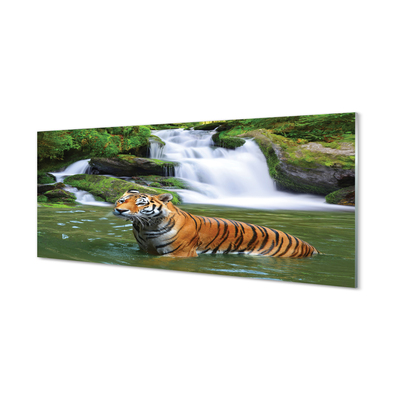 Obraz na skle tygr vodopád