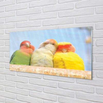 Obraz na skle barevný papoušek