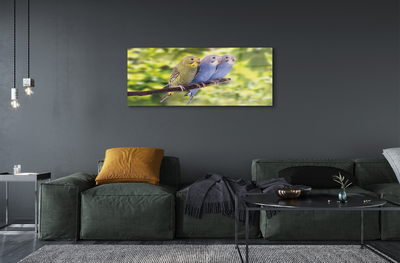 Obraz na skle Barevné papoušek na větvi