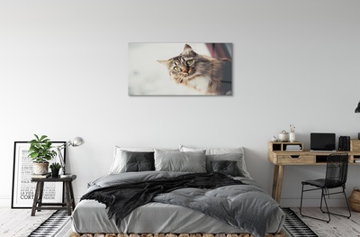 Obraz na skle Mainská mývalí kočka
