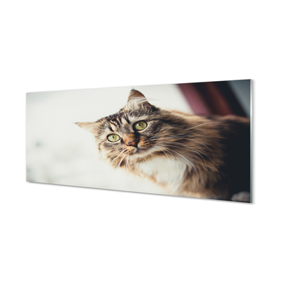 Obraz na skle Mainská mývalí kočka