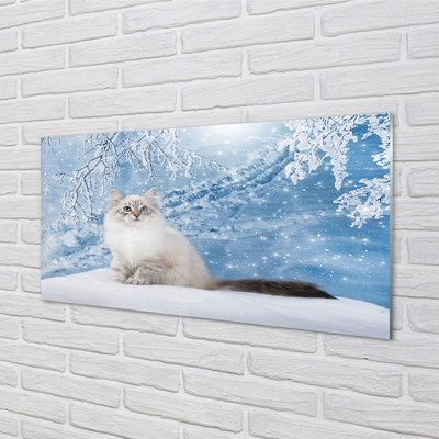 Obraz na skle kočka zima