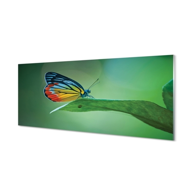 Obraz na skle Barevný motýl křídlo