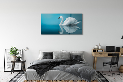 Obraz na skle Swan ve vodě