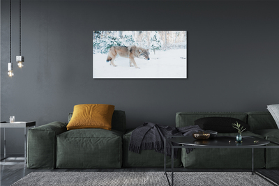 Obraz na skle Vlk v zimě lese