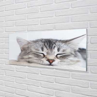 Obraz na skle ospalá kočka