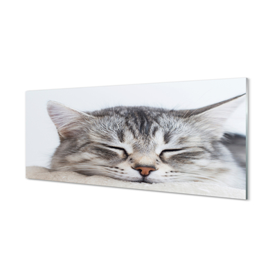 Obraz na skle ospalá kočka