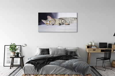 Obraz na skle ležící kočka