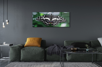 Obraz na skle Barevný motýl listí