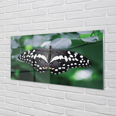 Obraz na skle Barevný motýl listí
