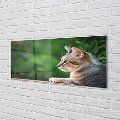 Obraz na skle vypadající kočka