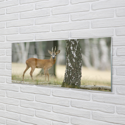 Obraz na skle jelen lesní