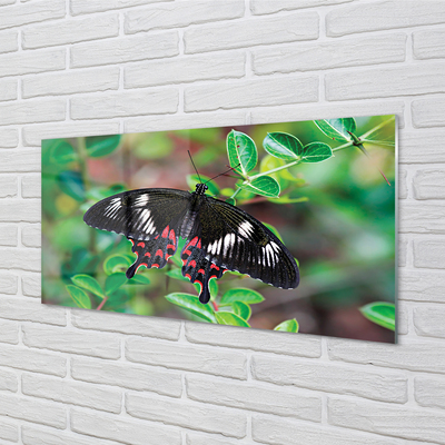 Obraz na skle List barevný motýl