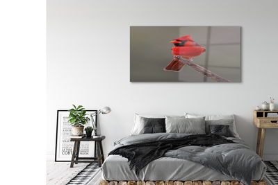 Obraz na skle Red papoušek na větvi