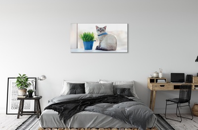 Obraz na skle sedící kočka
