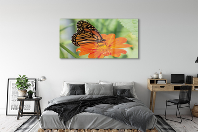 Obraz na skle Květ barevný motýl