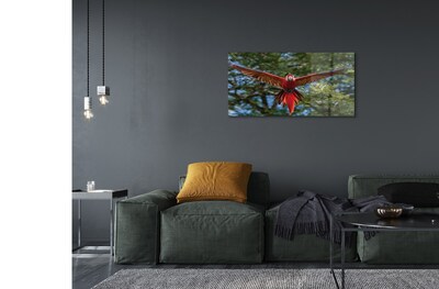 Obraz na skle ara papoušek