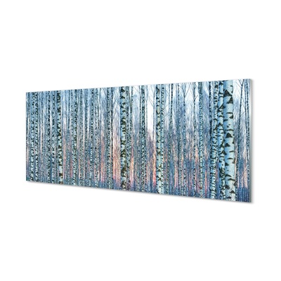 Obraz na skle Březového lesa při západu slunce