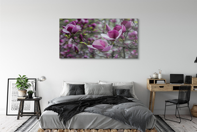 Obraz na skle fialové magnolie
