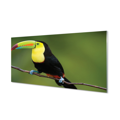 Obraz na skle Barevné papoušek na větvi
