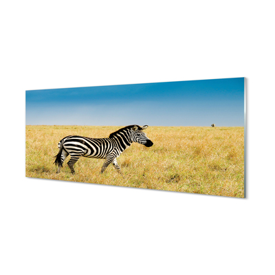 Obraz na skle Zebra box