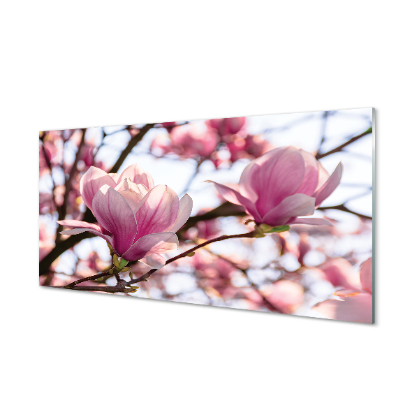 Obraz na skle magnolie strom