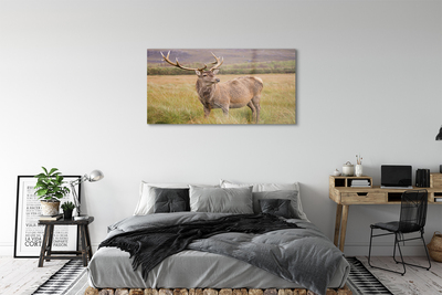 Obraz na skle polní jelen